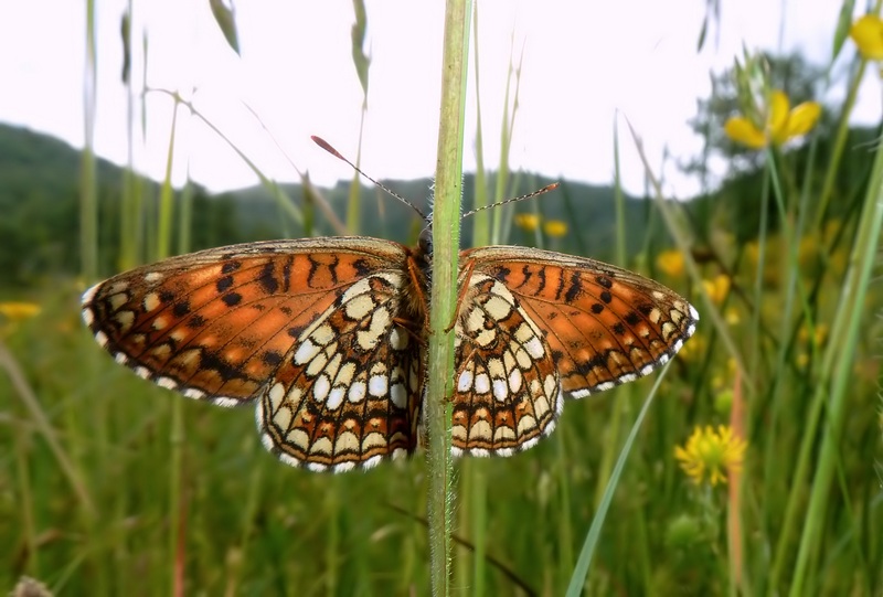 Un Gioiellino ...raro!! - Melitaea diamina (Lang, 1789)